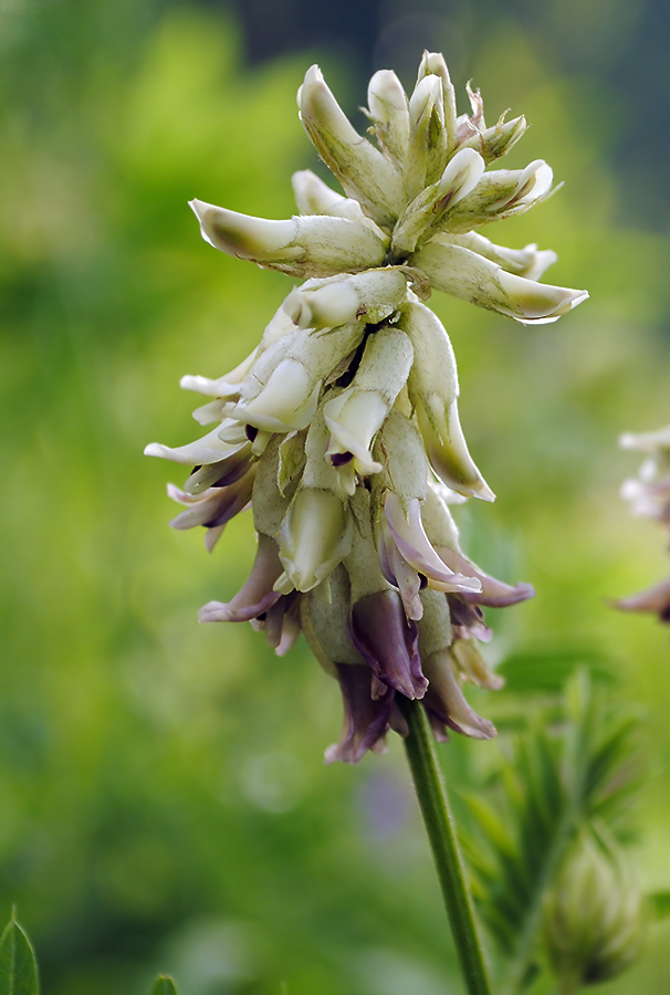 Image of Astragalus uliginosus specimen.