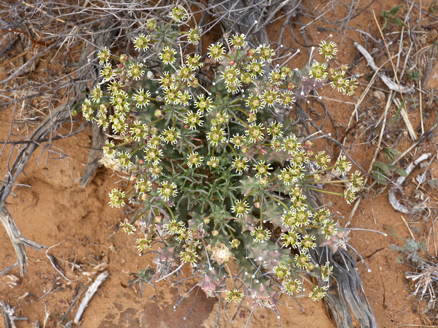 Изображение особи Euphorbia caput-medusae.