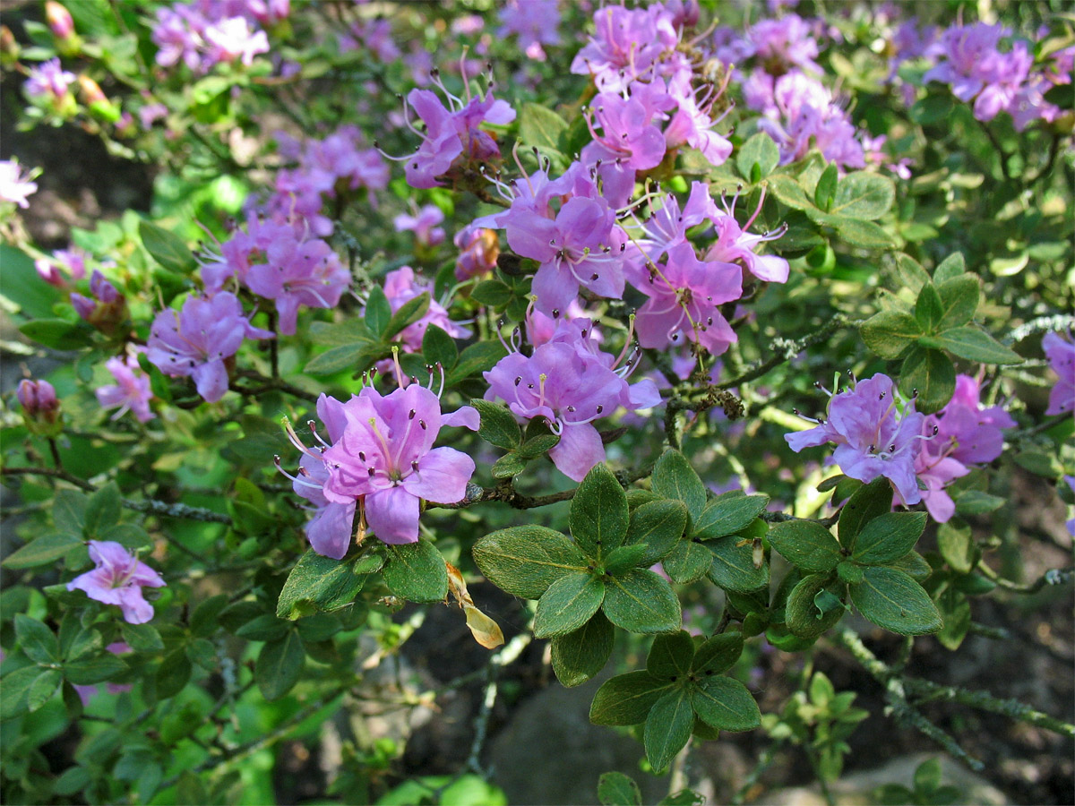 Изображение особи Rhododendron kiusianum.