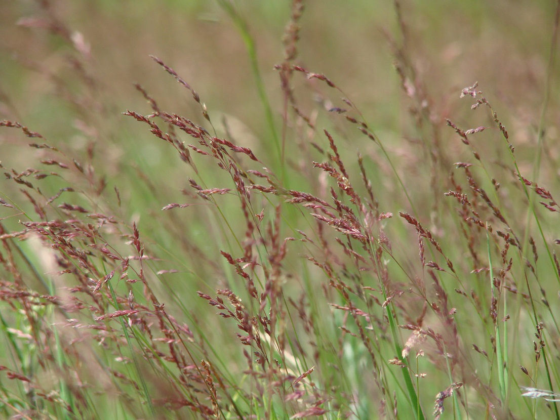 Image of familia Poaceae specimen.