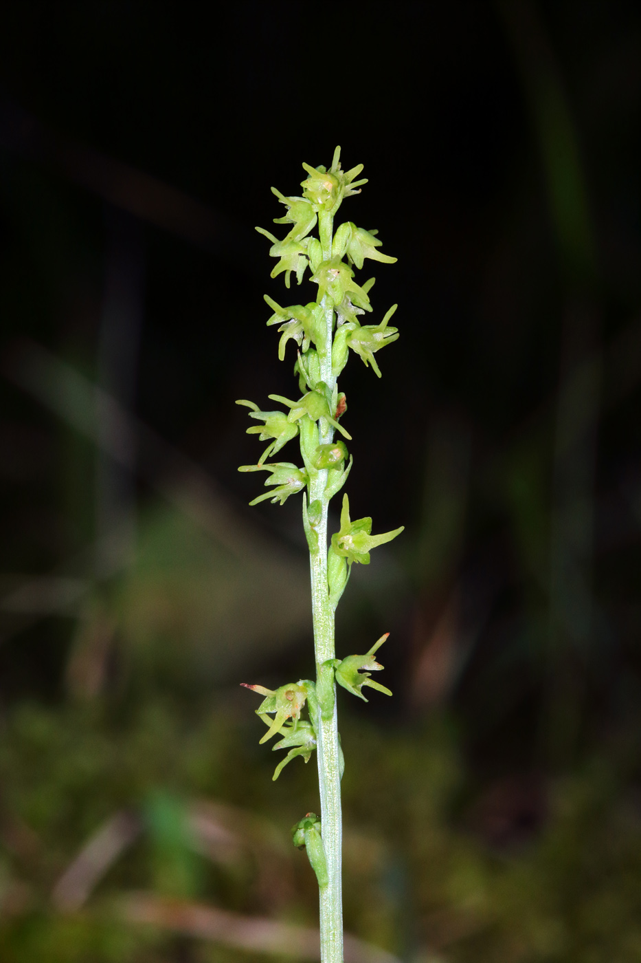 Изображение особи Herminium monorchis.