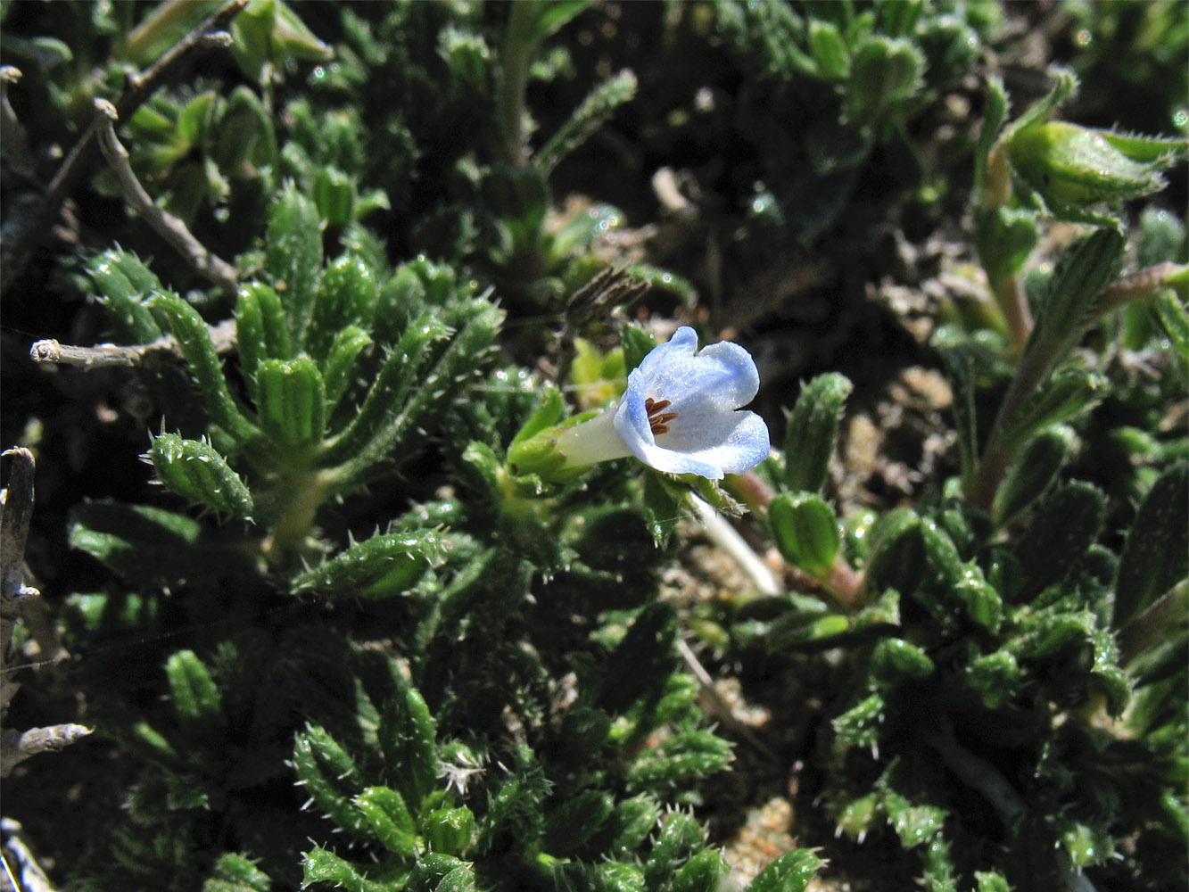 Image of Lithodora hispidula specimen.