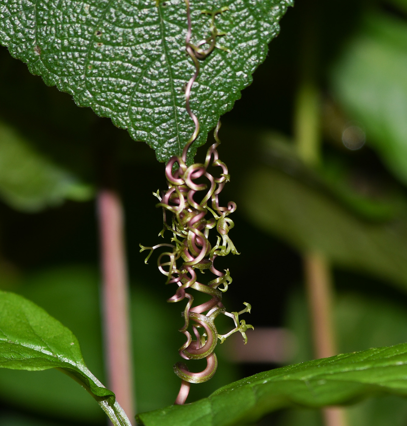 Image of Cobaea scandens specimen.