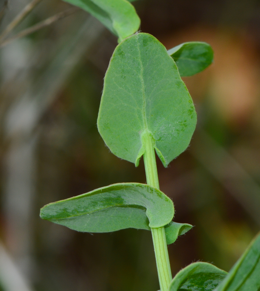 Image of Klasea cerinthifolia specimen.