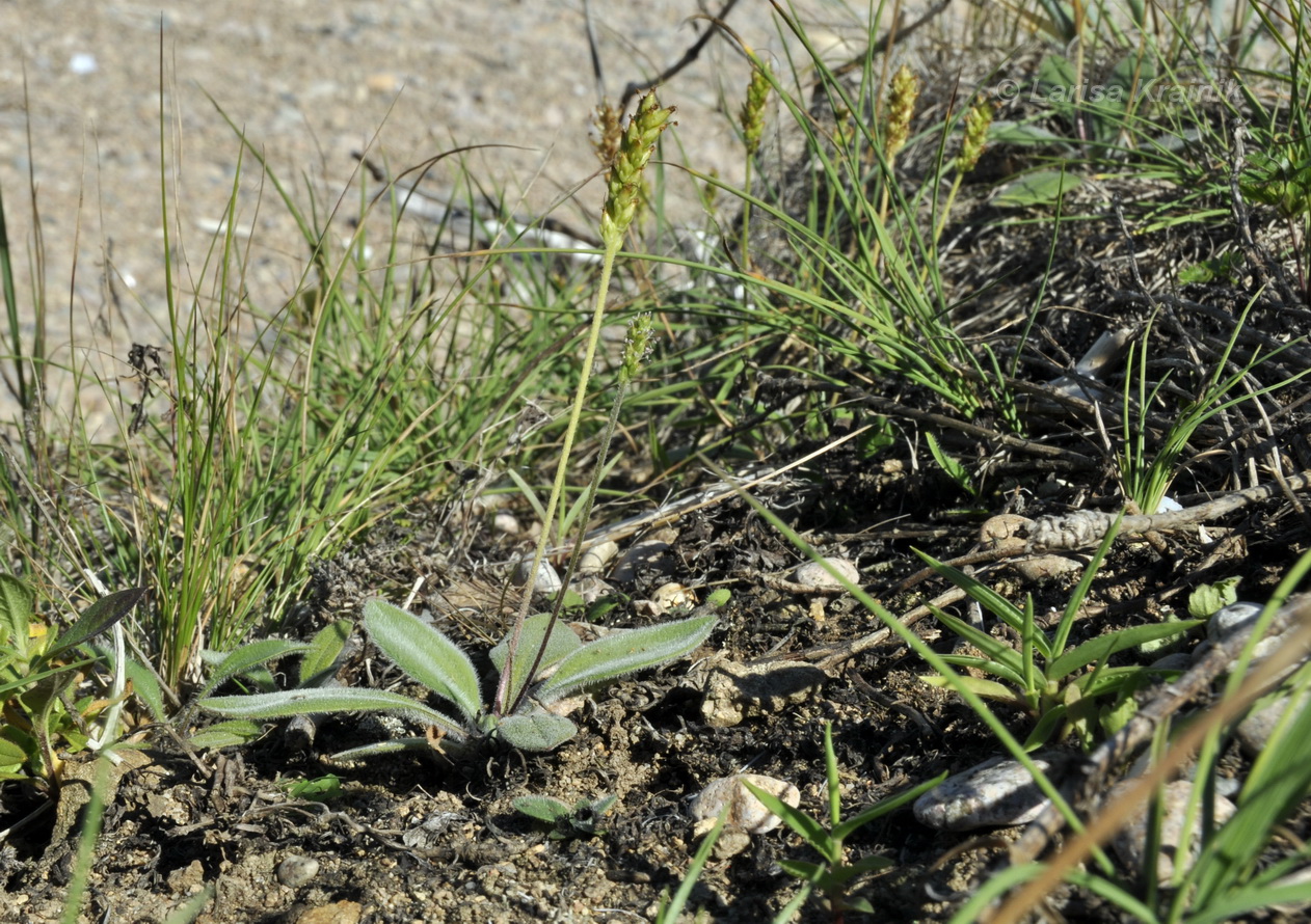 Изображение особи Plantago camtschatica.