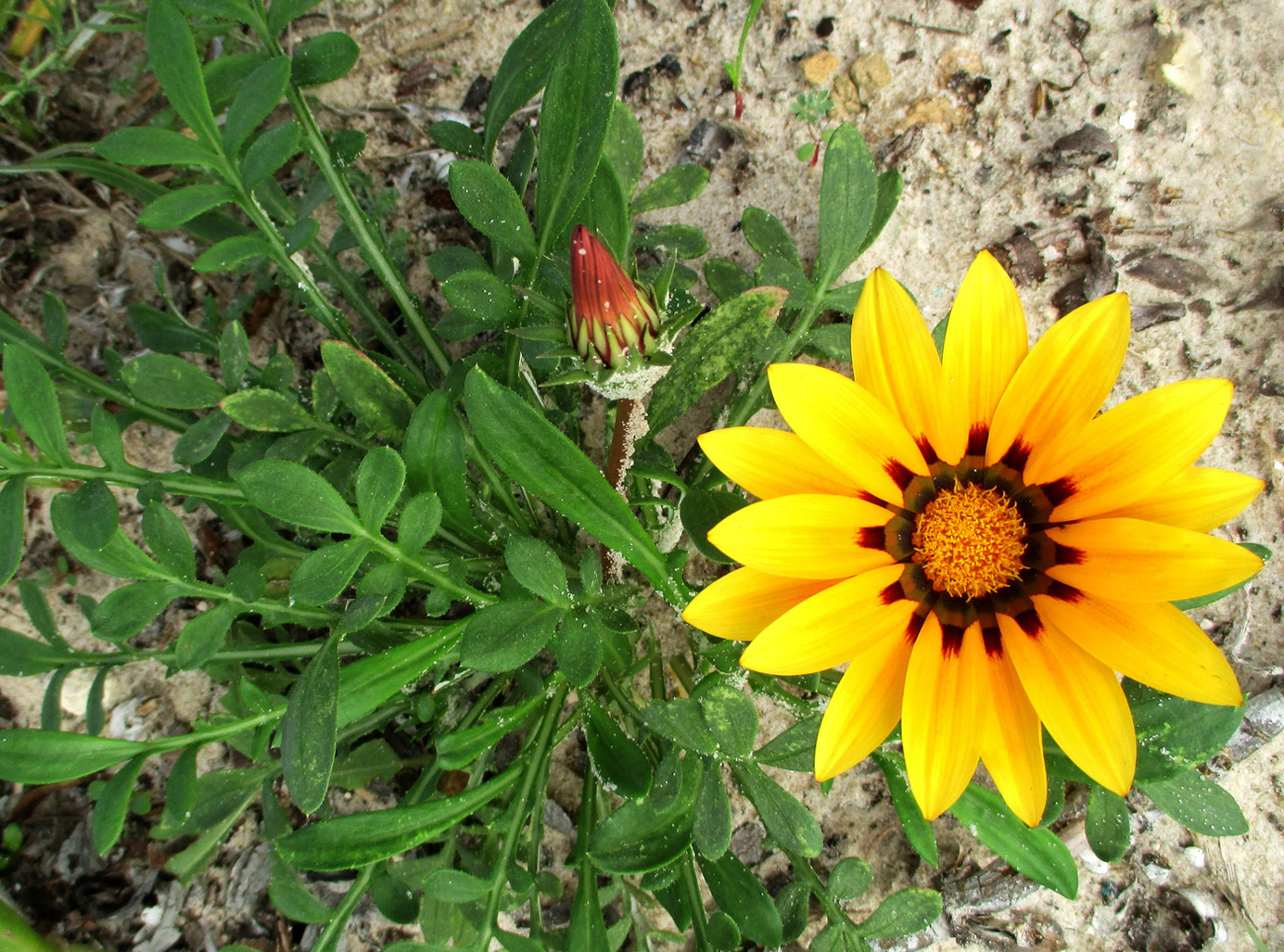 Изображение особи Gazania rigens.