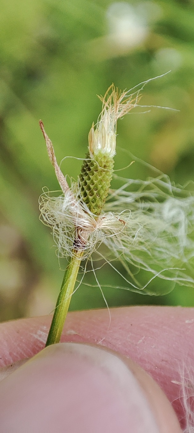 Image of genus Eriophorum specimen.