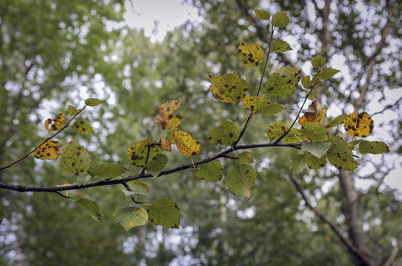 Изображение особи Betula &times; kusmisscheffii.