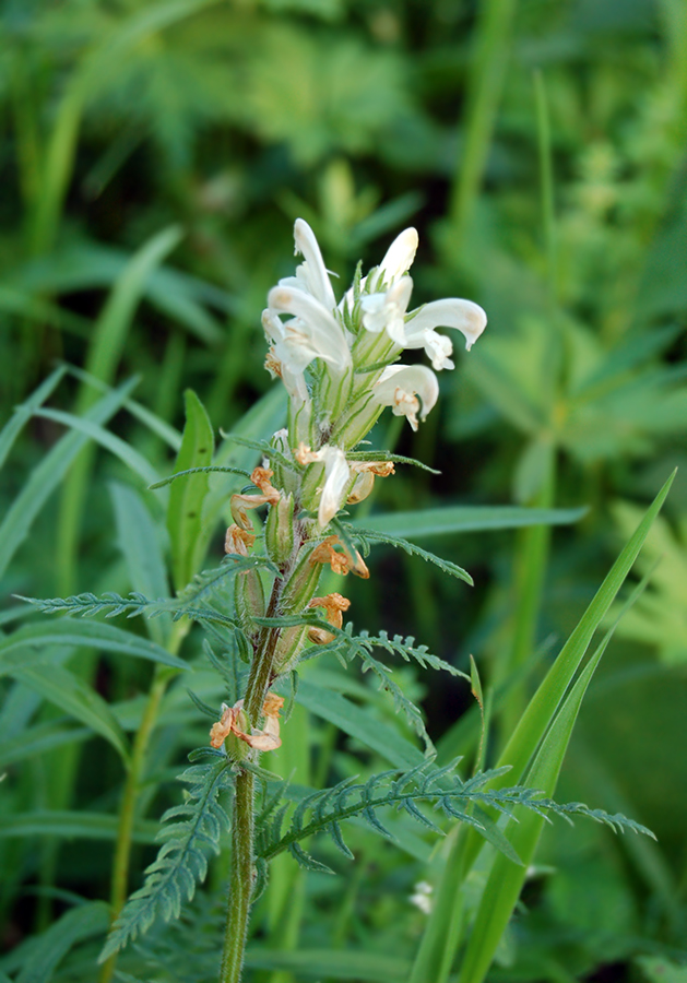 Image of Pedicularis venusta specimen.