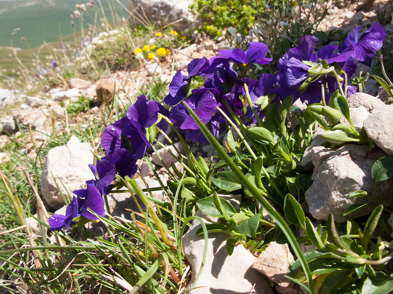 Image of Viola oreades specimen.