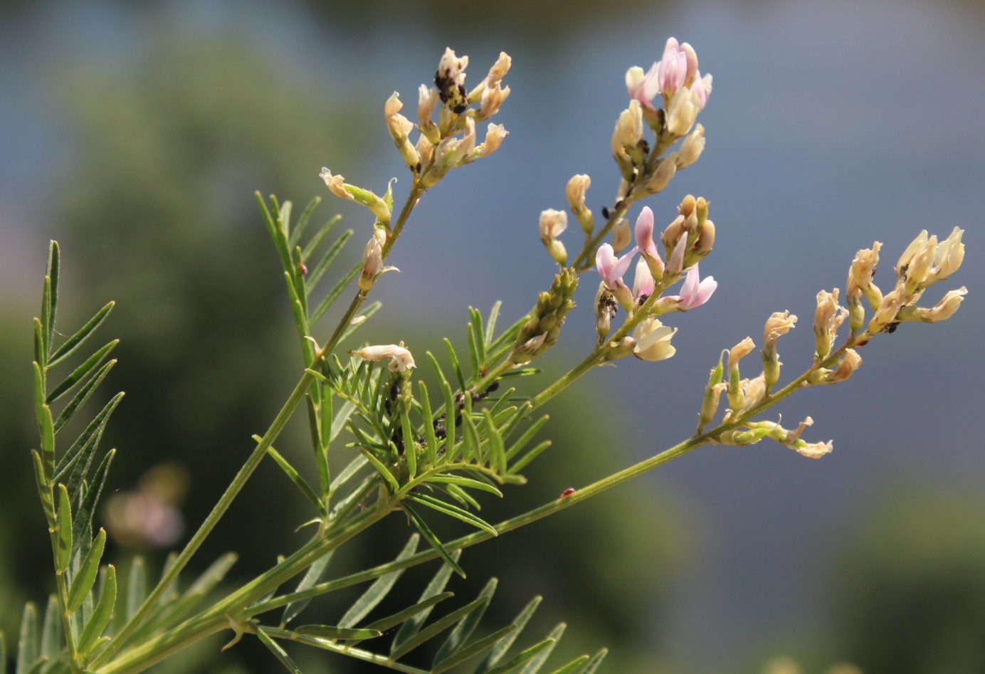 Изображение особи Astragalus sulcatus.