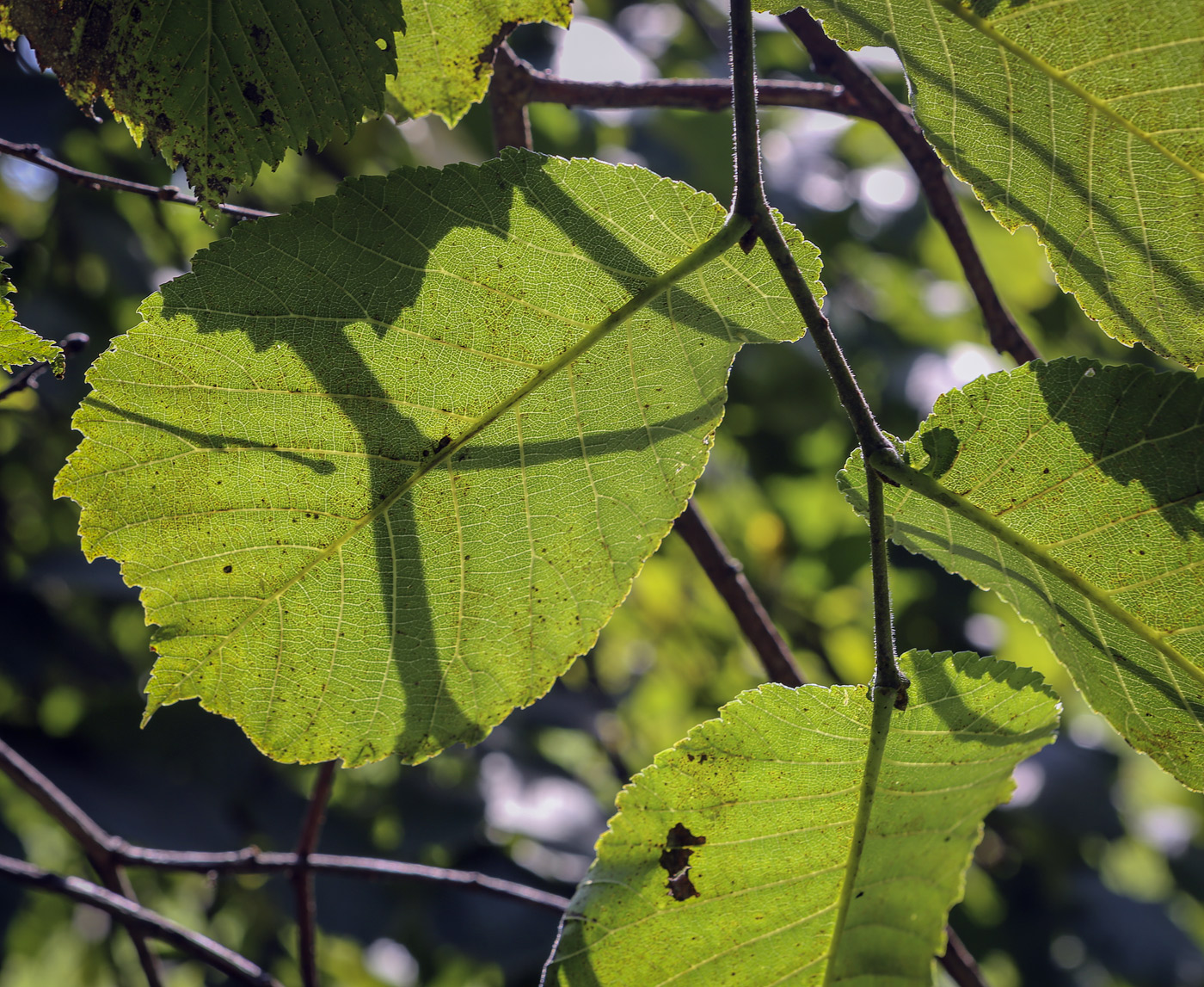 Image of Ulmus glabra specimen.