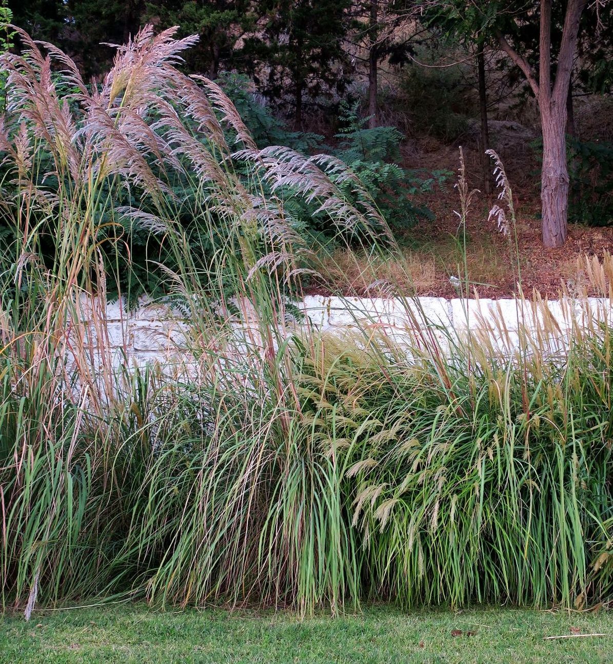 Image of Cortaderia selloana specimen.