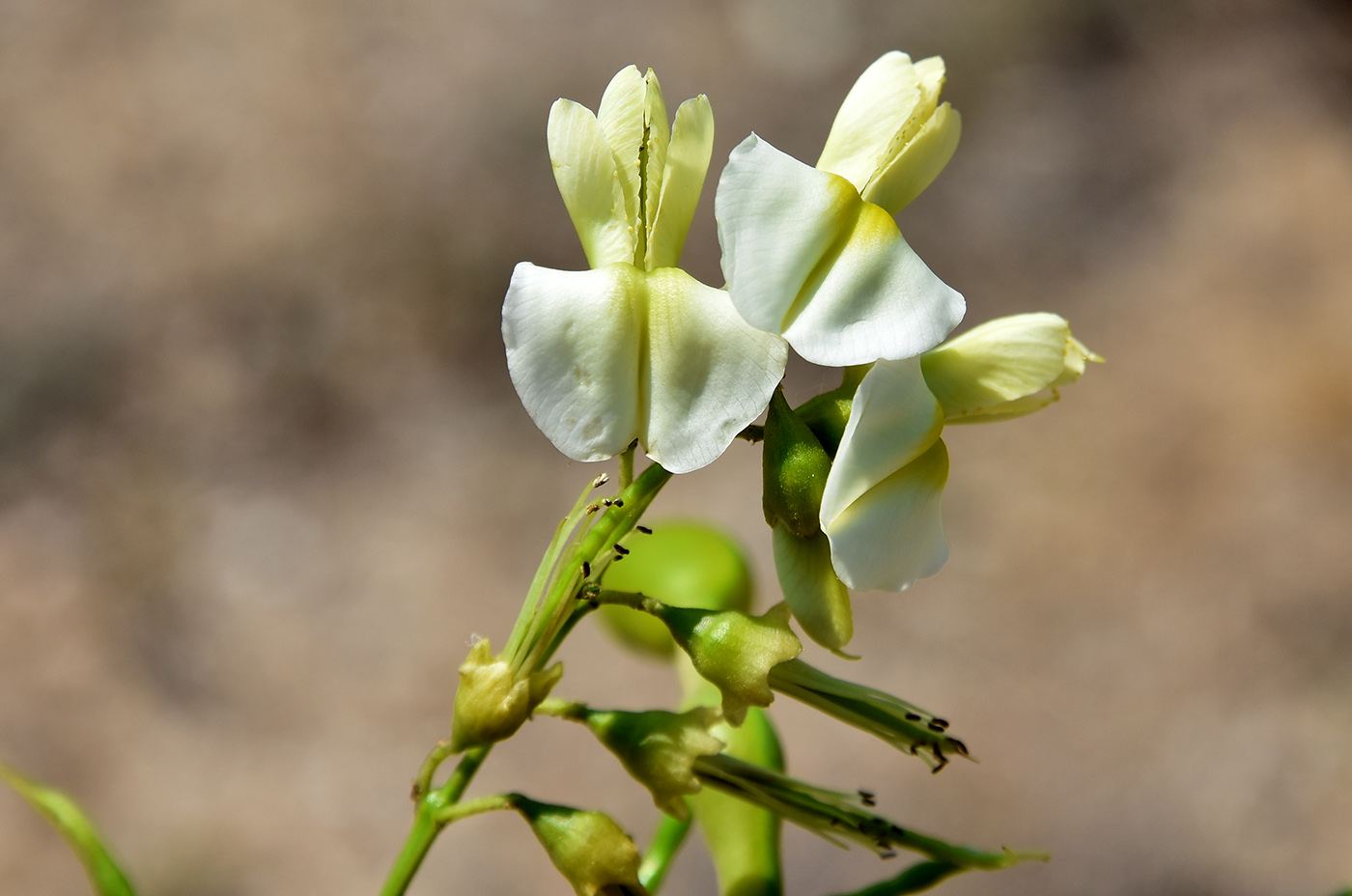 Image of Styphnolobium japonicum specimen.