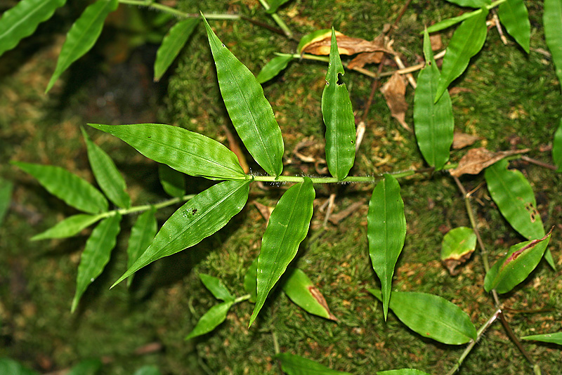 Image of Oplismenus undulatifolius specimen.