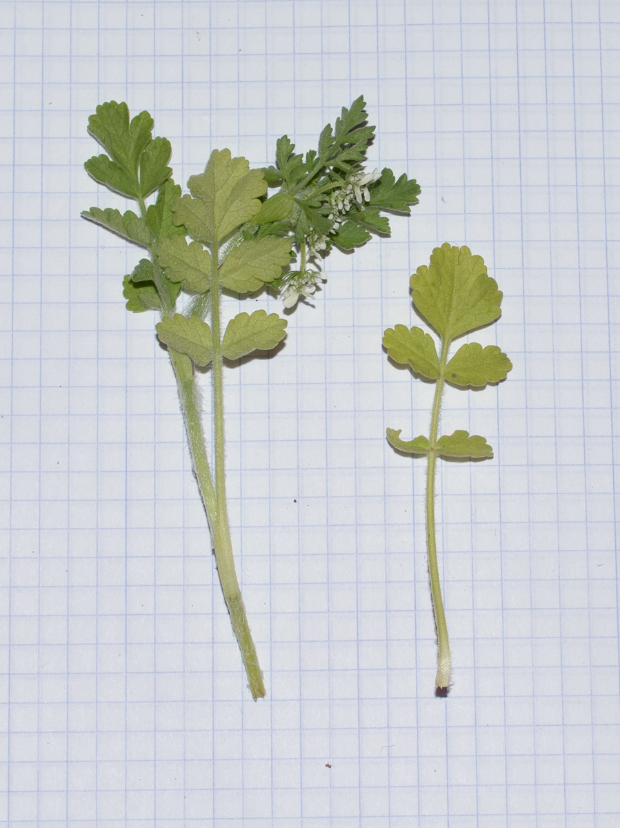 Image of familia Apiaceae specimen.