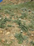 Olgaea nidulans. Зацветающие растения на склоне. Казахстан, Заилийский Алатау, горы Бокайдынтау, ущ. Бартогой, горно-степная зона, ≈ 1200 м н.у.м. 23.06.2010.