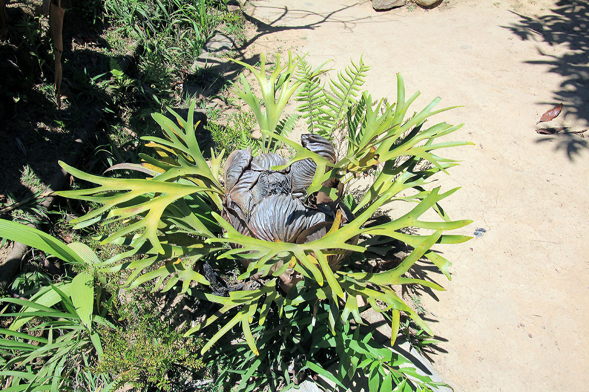 Image of genus Platycerium specimen.