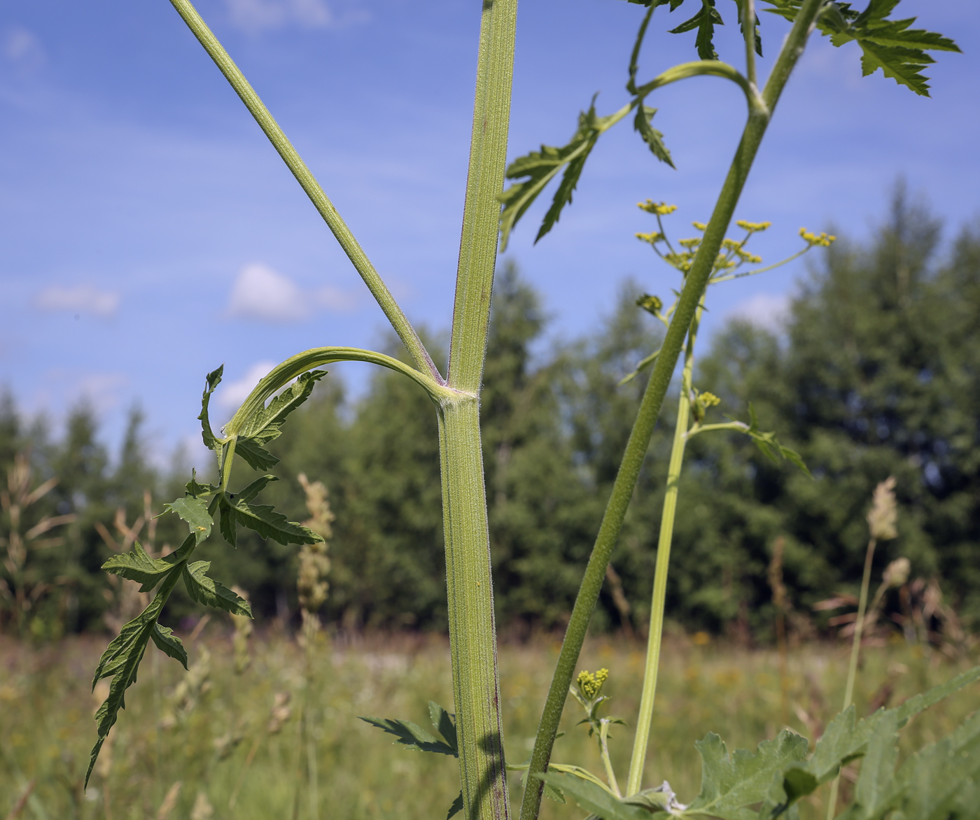 Image of Pastinaca sativa specimen.