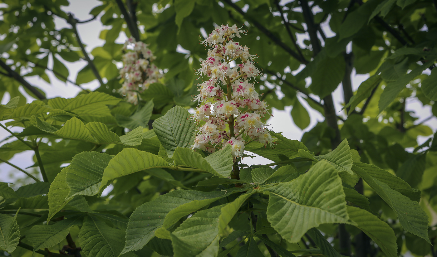 Image of Aesculus hippocastanum specimen.