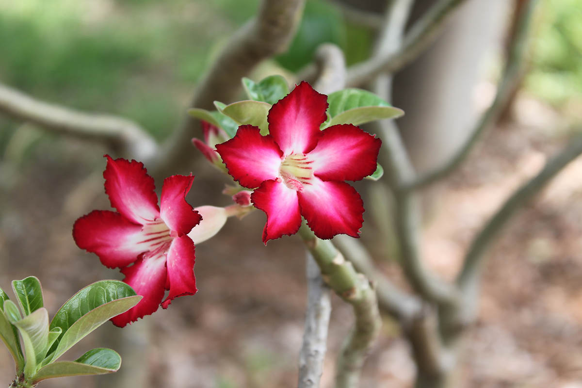 Изображение особи Adenium obesum.