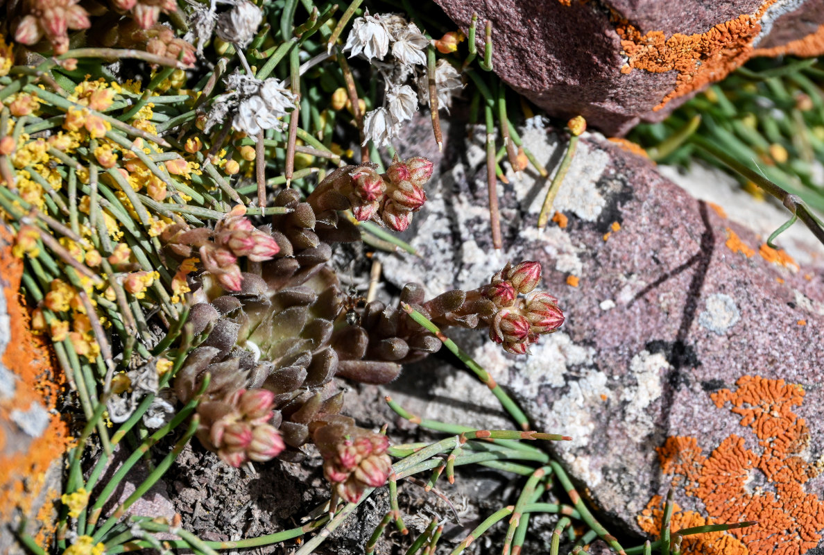 Image of Rosularia tadzhikistana specimen.