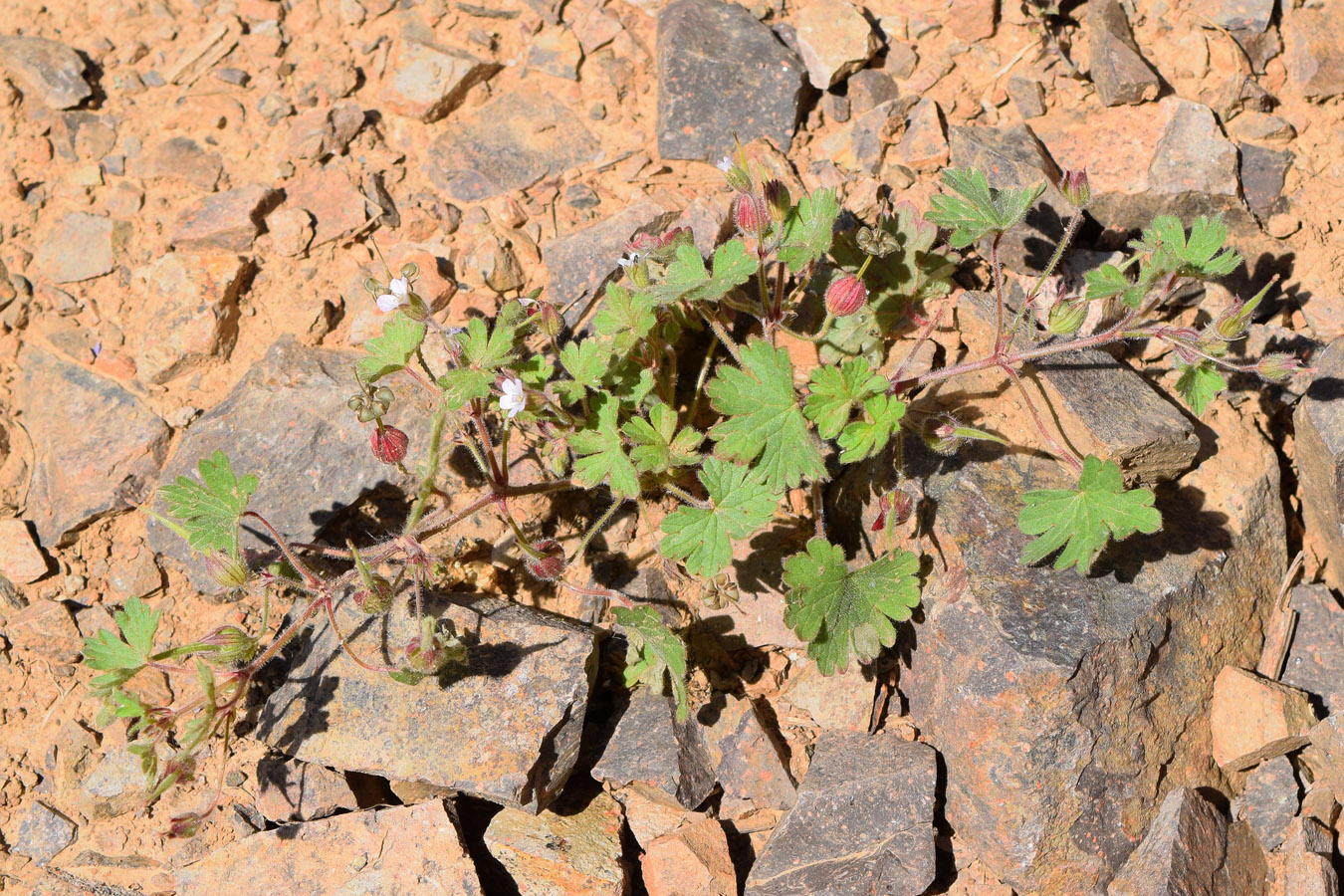 Изображение особи Geranium rotundifolium.