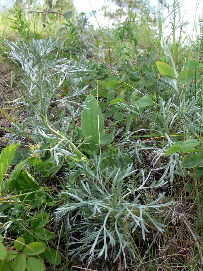 Image of Artemisia sericea specimen.