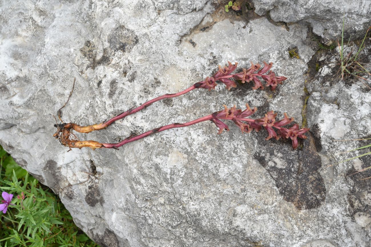 Изображение особи Orobanche campanulae.