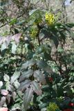 Mahonia aquifolium