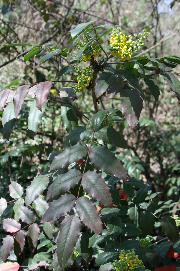 Image of Mahonia aquifolium specimen.