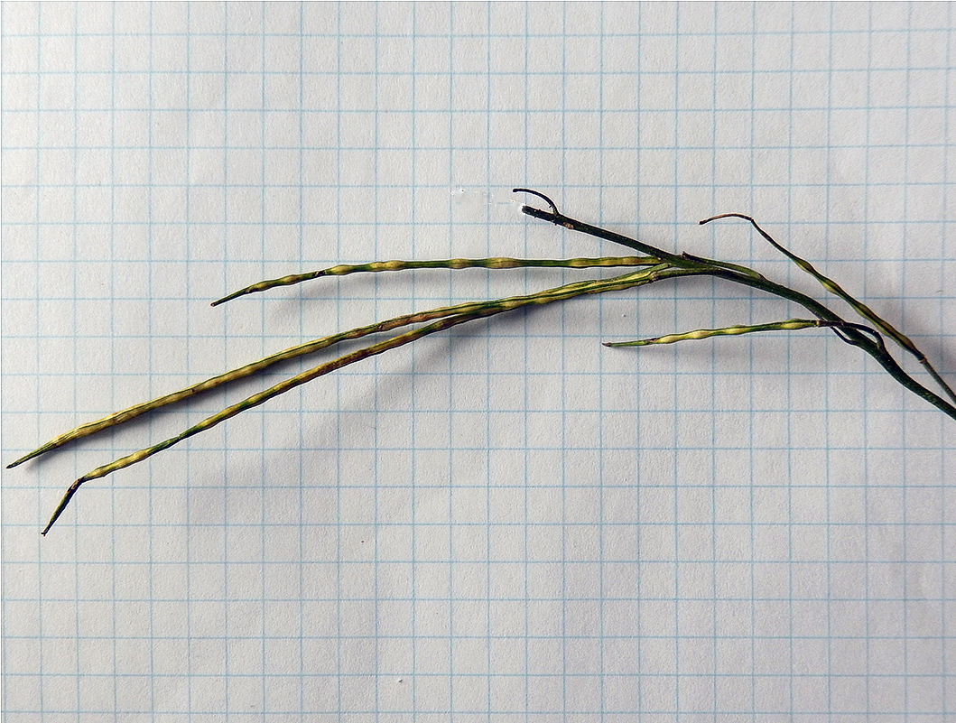 Image of Hesperis pycnotricha specimen.