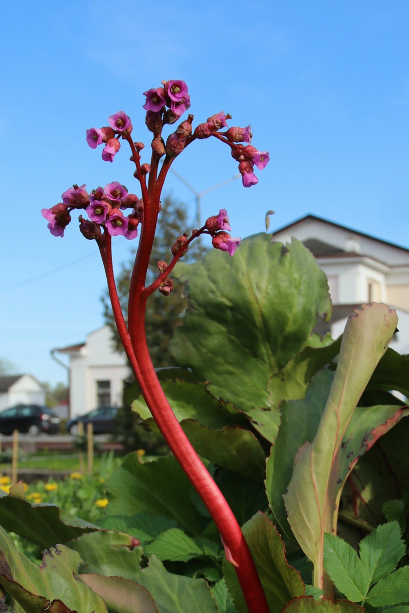 Image of Bergenia crassifolia specimen.