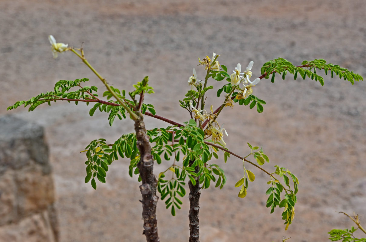 Изображение особи Moringa oleifera.