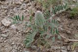 Astragalus cyrtobasis. Плодоносящее растение. Таджикистан, Согдийская обл., хр. Моголтау, мелкозёмистый склон. 6 мая 2023 г.