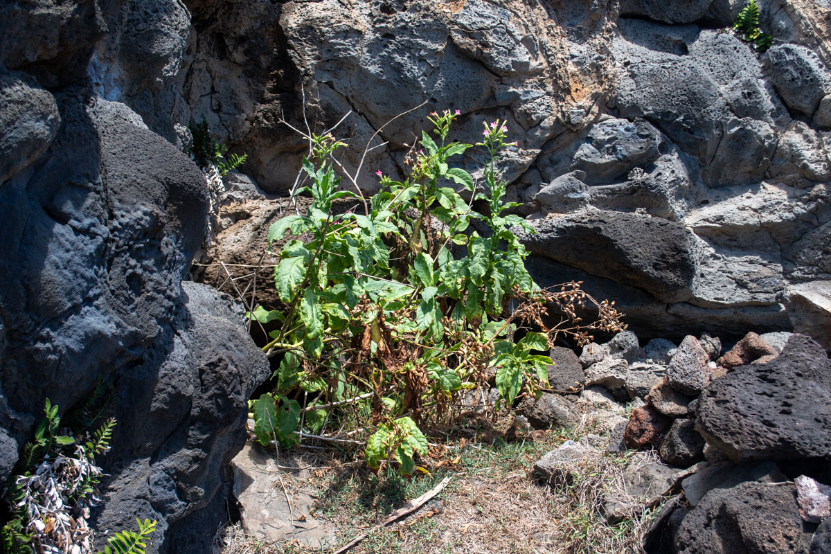 Image of Nicotiana tabacum specimen.