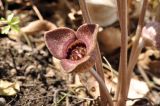 Asarum sieboldii. Цветок. Приморский край, Шкотовский р-н, окр. пос. Подъяпольск, вершина небольшой приморской сопки, широколиственный лес. 23.04.2023.