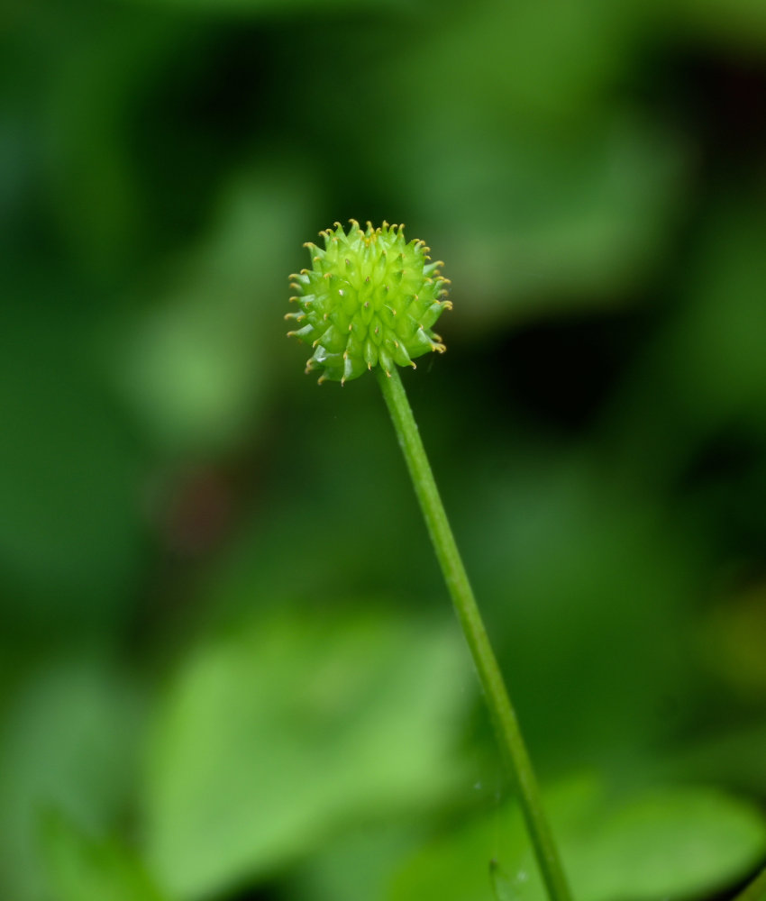 Изображение особи Ranunculus quelpaertensis.