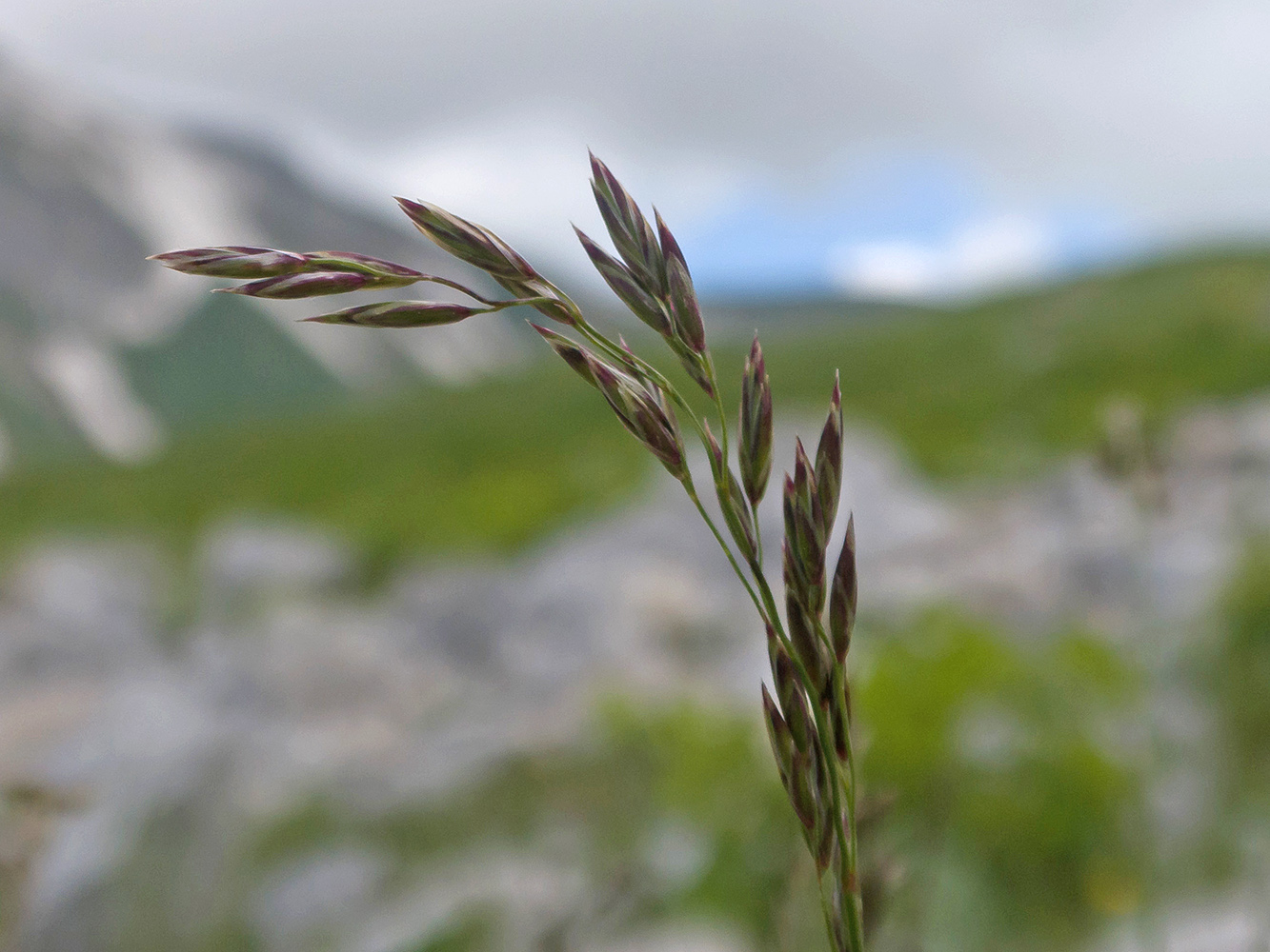 Image of genus Festuca specimen.