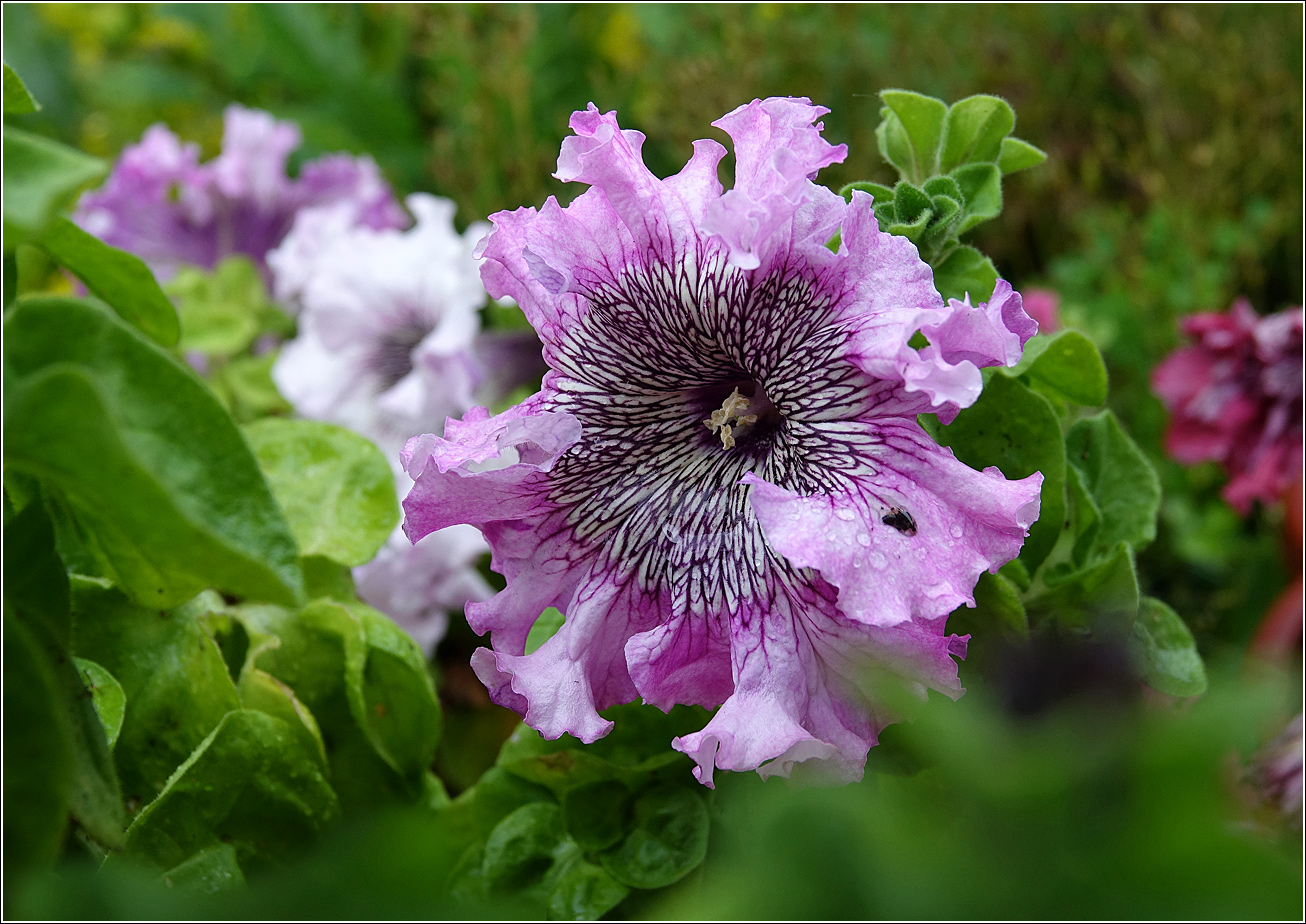 Изображение особи Petunia &times; hybrida.