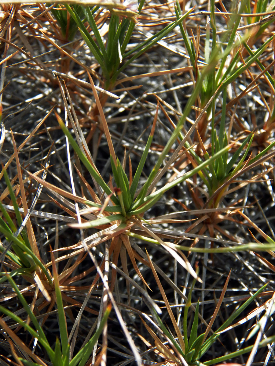 Изображение особи Acantholimon majewianum.