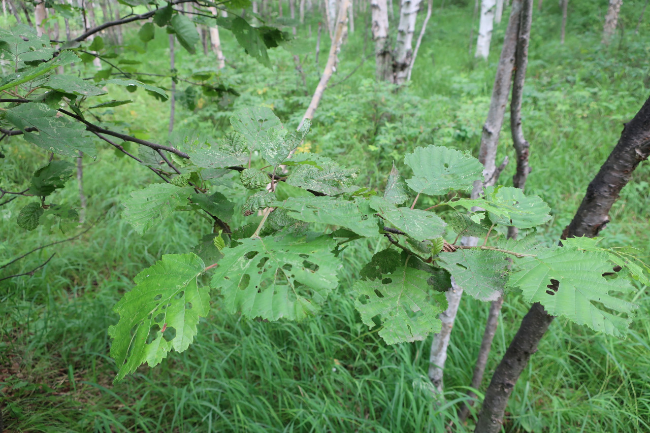 Изображение особи Alnus hirsuta.