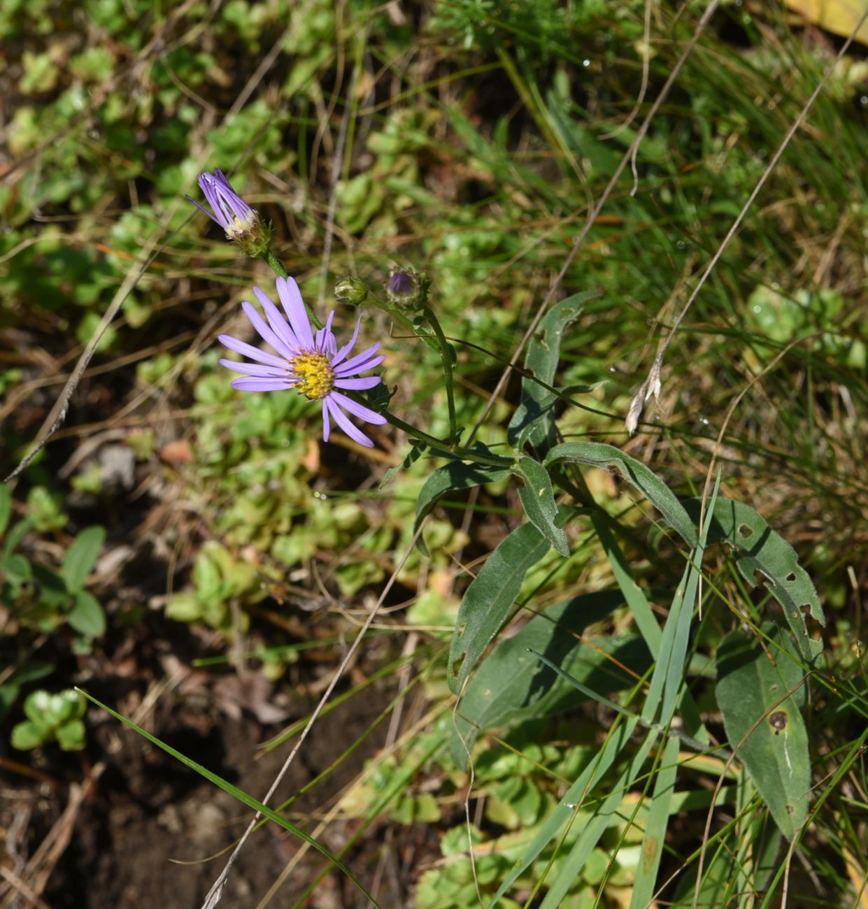 Image of Aster bessarabicus specimen.