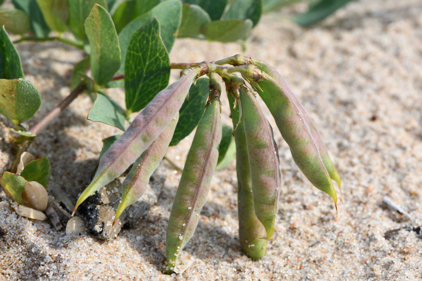 Изображение особи Lathyrus japonicus ssp. pubescens.