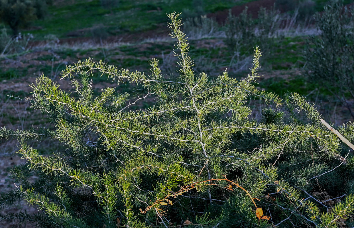 Image of Asparagus albus specimen.