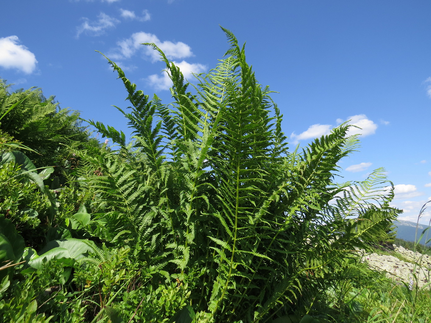 Изображение особи Oreopteris limbosperma.