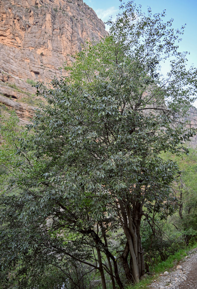 Image of Celtis caucasica specimen.