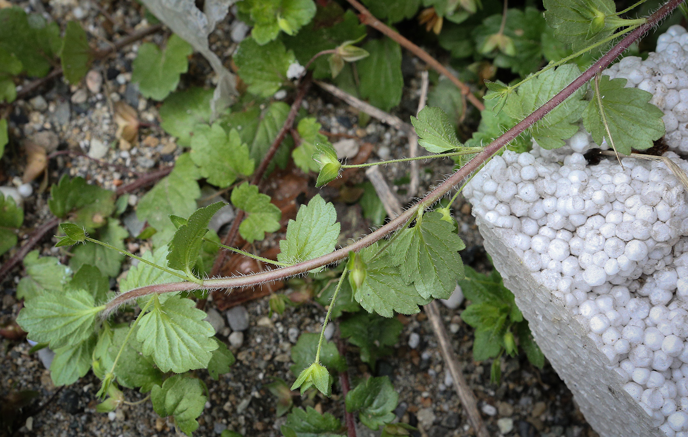 Image of Veronica persica specimen.