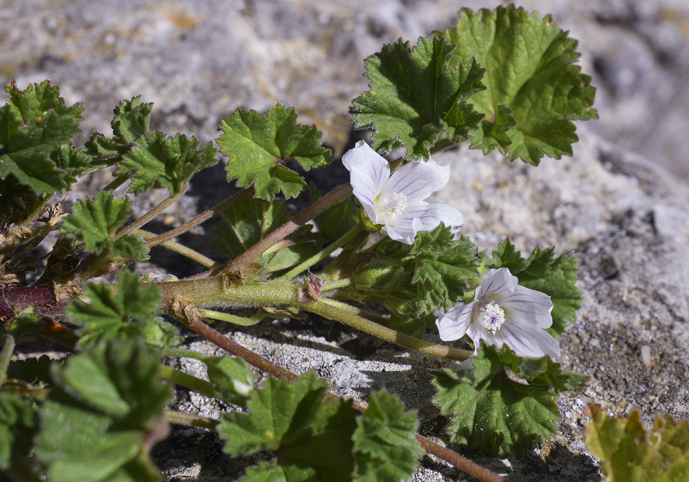 Image of Malva neglecta specimen.