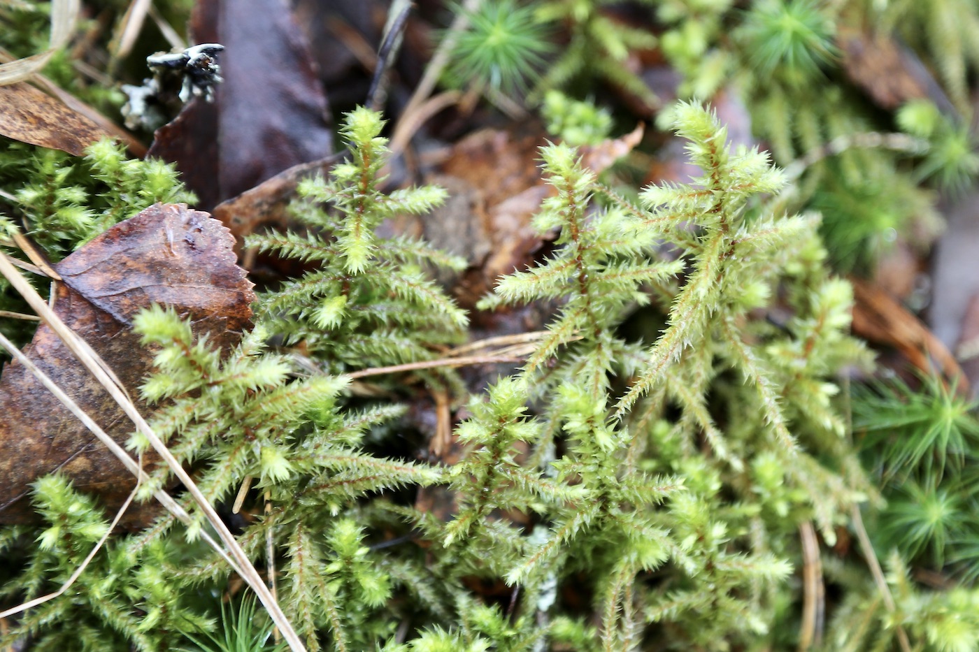 Image of Rhytidiadelphus triquetrus specimen.